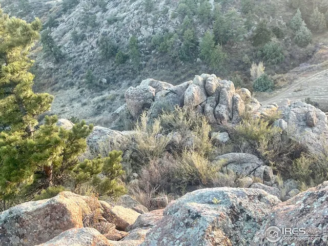 a view of a tree in a yard