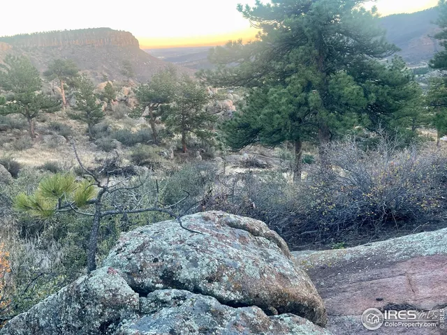 a view of a dry yard with trees