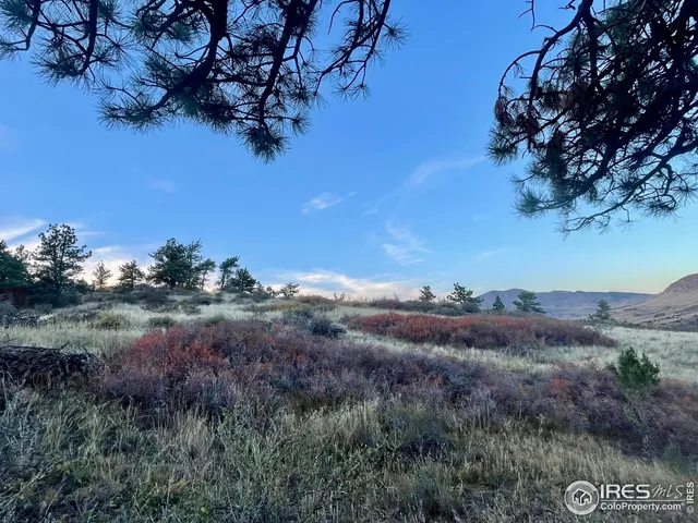 a view of a tree in a field