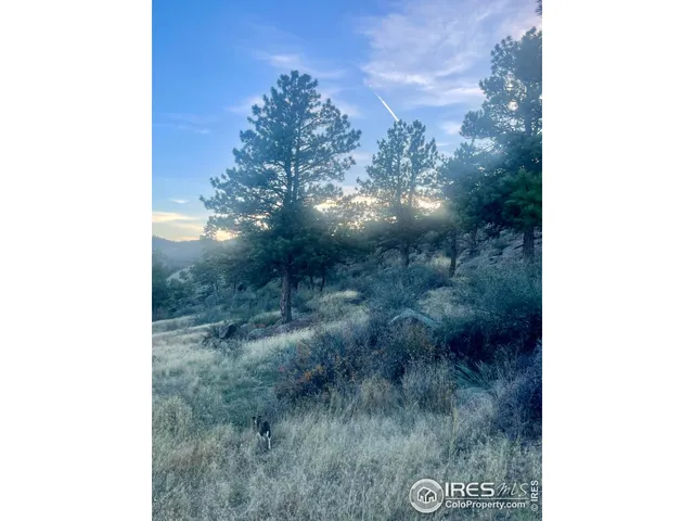 a view of a forest of trees