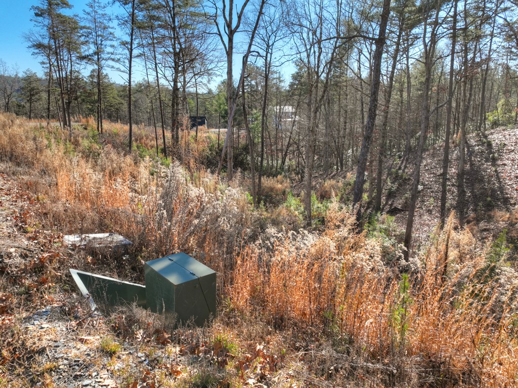 Lot 16 Mountain Laurel Ridge Mineral Bluff, GA 30559 - Photo 7 of 15 a view of a plant in a yard