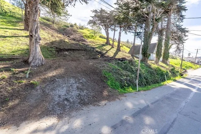 a view of a yard with plants and trees