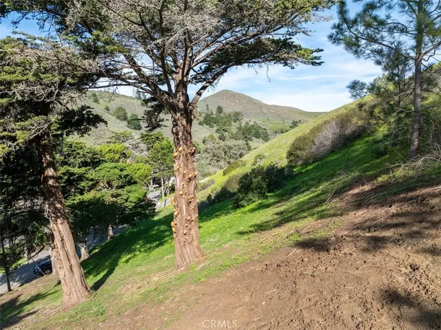 a view of a forest with a tree