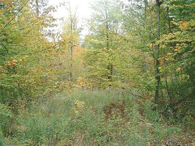 North Maple Island Road, Unit PAR A Hesperia, MI 49421 - Photo 5 of 6 Additional Photo