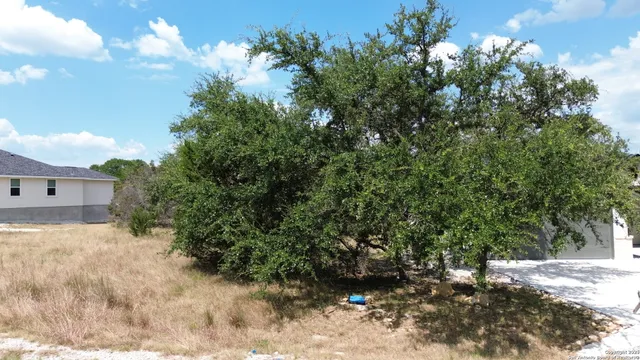 a view of a yard with plants and tree