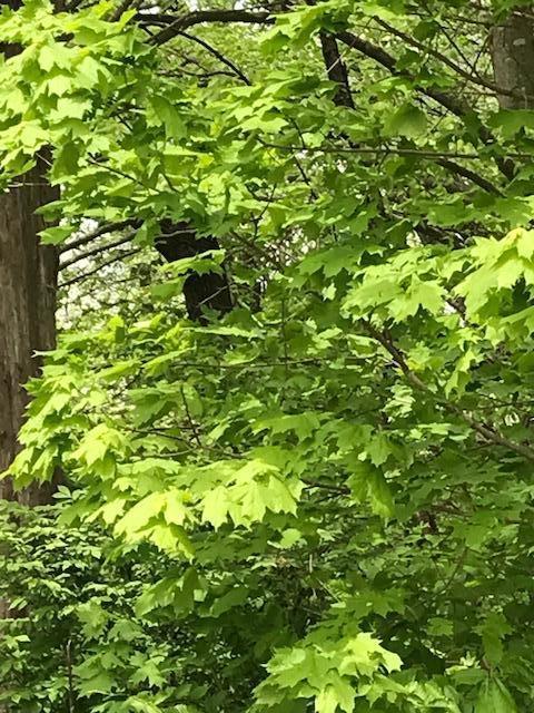 147 Old Waitsboro Road Bronston, KY 42518 - Photo 5 of 8 IMG_4042