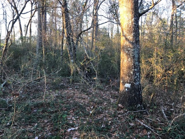 4-ac Babbie Road Andalusia, AL 36421 - Photo 9 of 17 Gallery Image 9