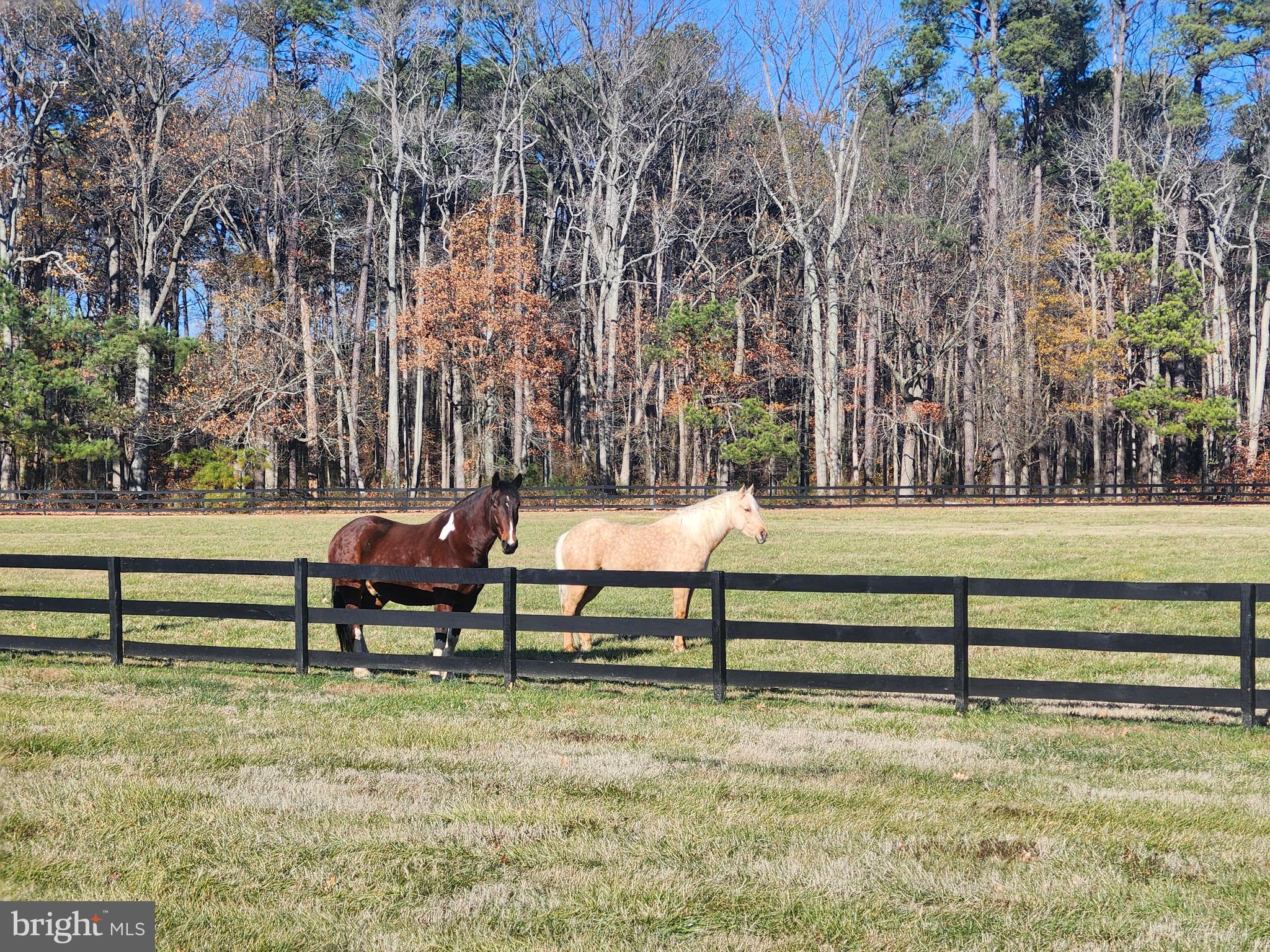 16 Meadow Street St. Michaels, MD 21663 - Photo 17 of 25 a view of a bench in a yard