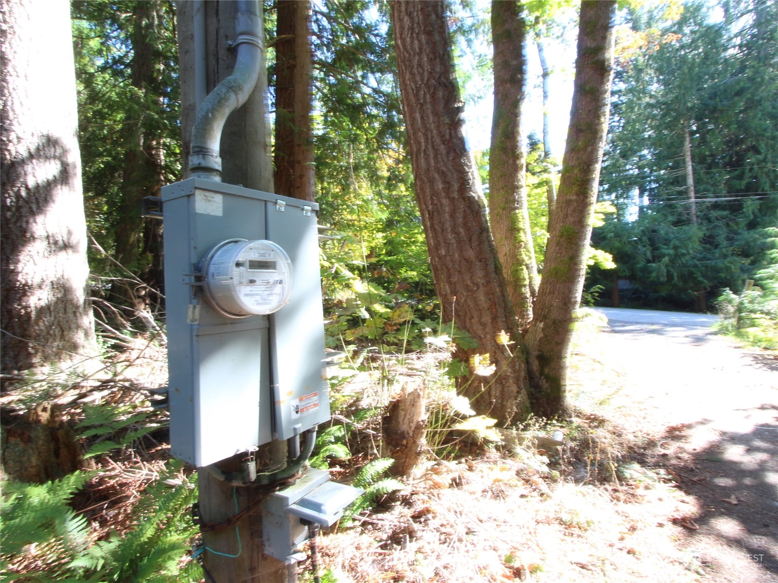 6426 Santa Fe Trail Maple Falls, WA 98266 - Photo 3 of 15 a view of a yard with plants and trees