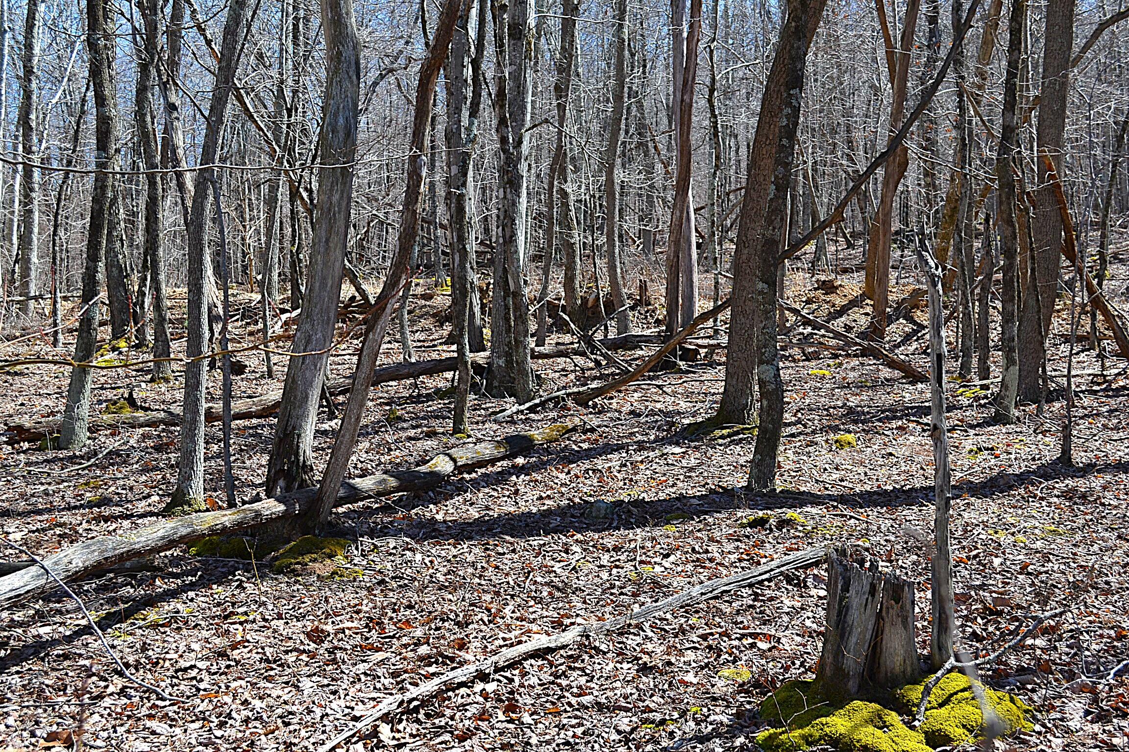 2245 Crowder Road Gap Mills, WV 24941 - Photo 30 of 41 Land View