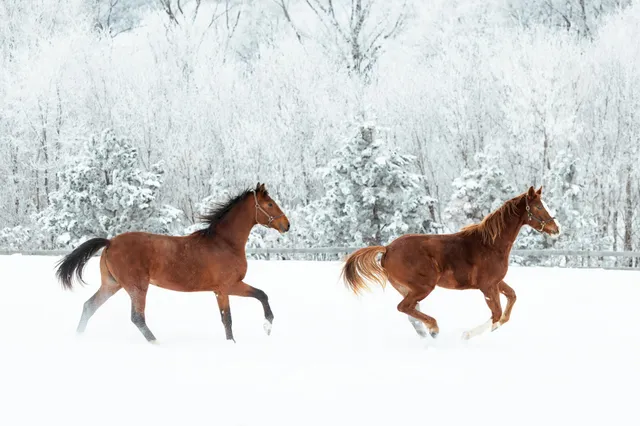 $7,000,000 | 9685 County Road 13 Southeast, Delano, MN 55328