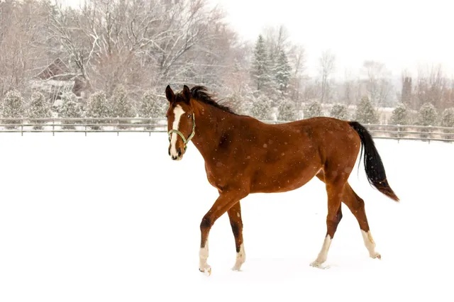 $7,000,000 | 9685 County Road 13 Southeast, Delano, MN 55328