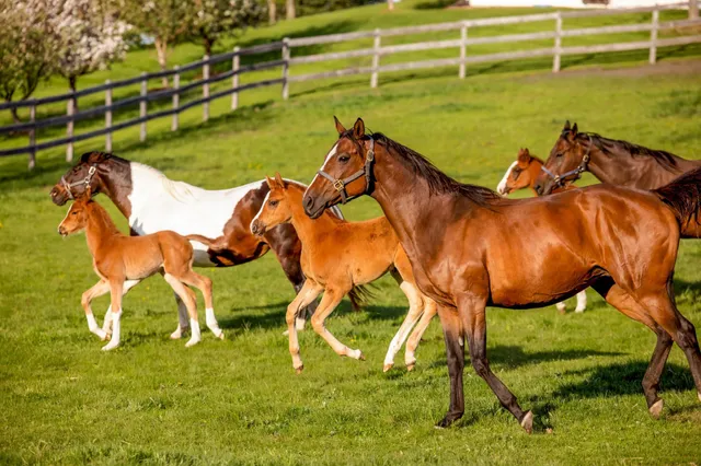 $7,000,000 | 9685 County Road 13 Southeast, Delano, MN 55328