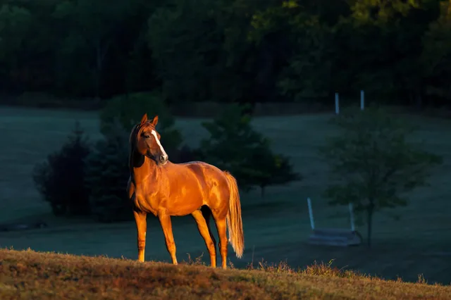 $7,000,000 | 9685 County Road 13 Southeast, Delano, MN 55328