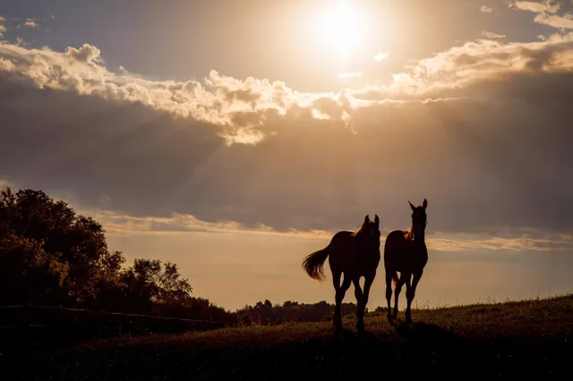 $7,000,000 | 9685 County Road 13 Southeast, Delano, MN 55328