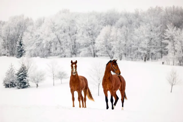 $7,000,000 | 9685 County Road 13 Southeast, Delano, MN 55328