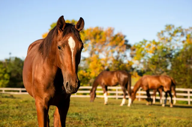 $7,000,000 | 9685 County Road 13 Southeast, Delano, MN 55328