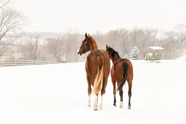 $7,000,000 | 9685 County Road 13 Southeast, Delano, MN 55328