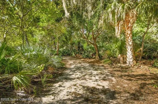 a view of a yard with a tree