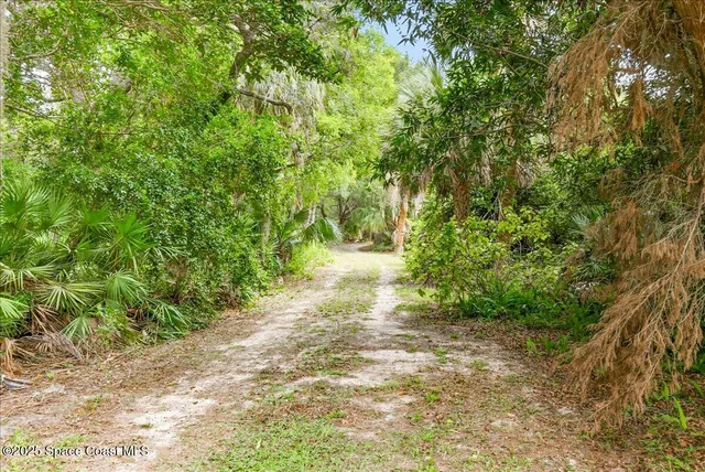 a view of a yard with plants and large trees