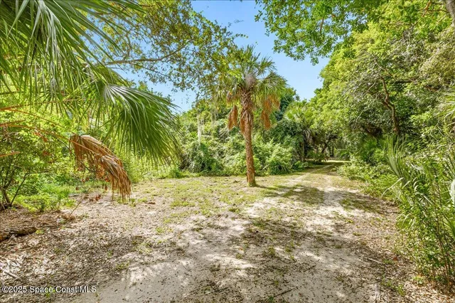 a view of a yard with plants and trees