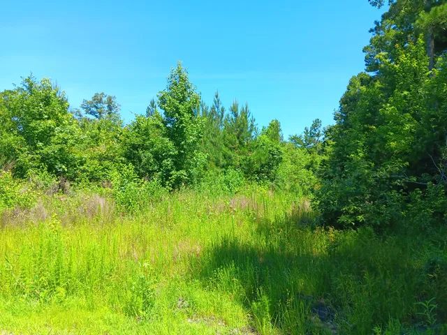 $80,000 | 0 Primus Drive, St. George, SC 29477