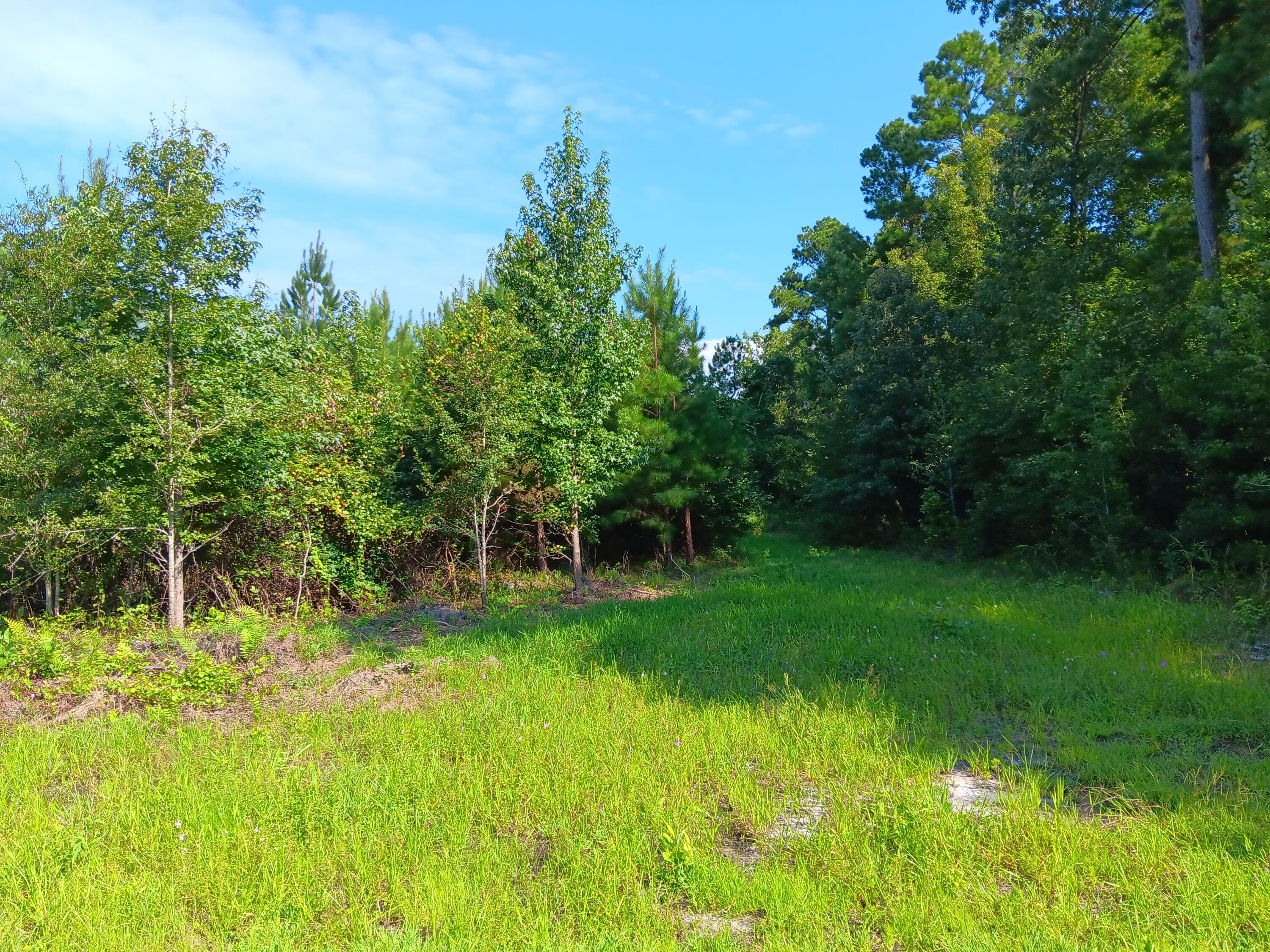 0 Primus Drive St. George, SC 29477 - Photo 6 of 11 20240817_103233