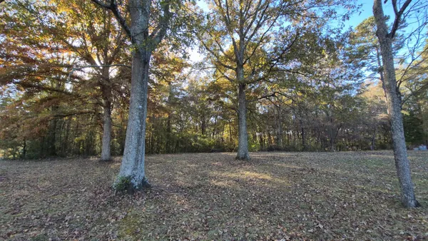 a view of a yard with a tree