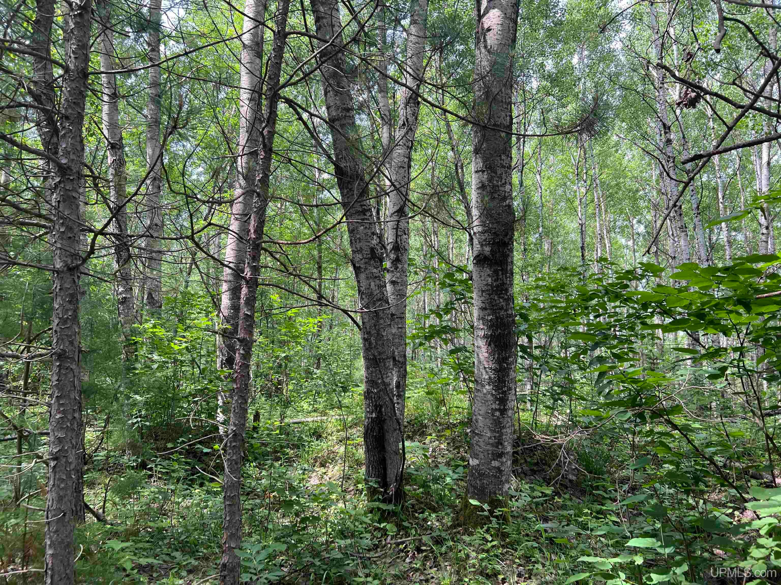 Tbd Leeman Road Felch, MI 49831 - Photo 37 of 84 Gallery Image 37
