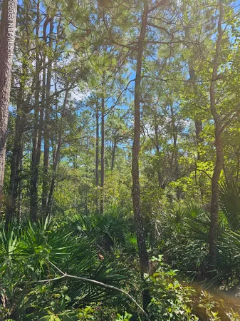 a view of a forest
