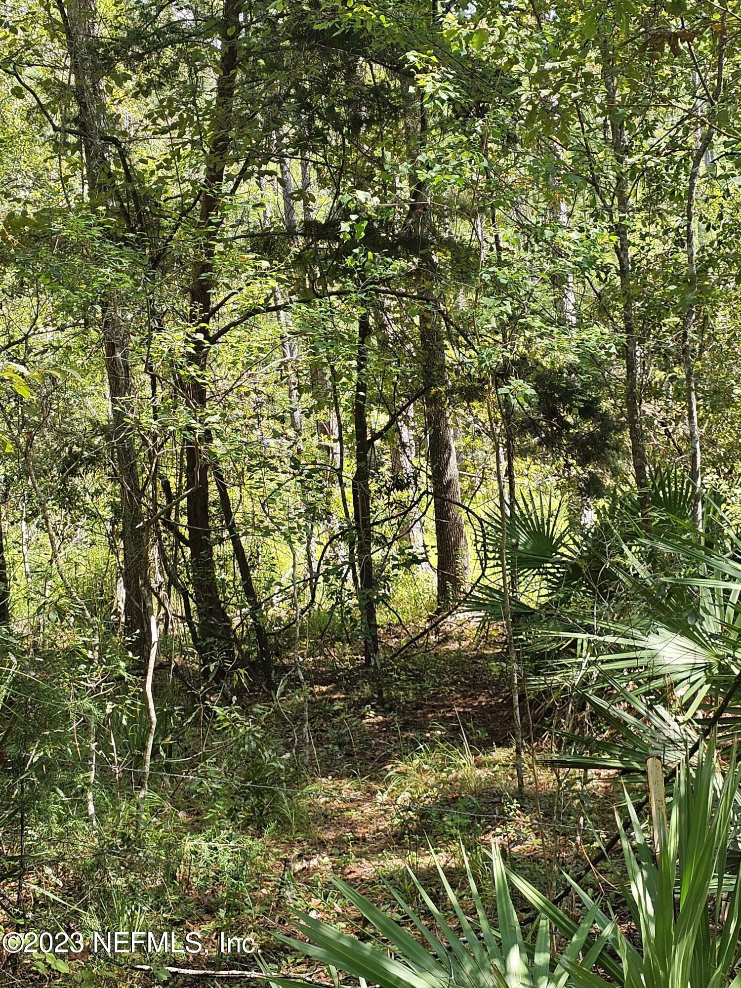 220 Chesser Road Palatka, FL 32177 - Photo 3 of 6 a picture of a tree