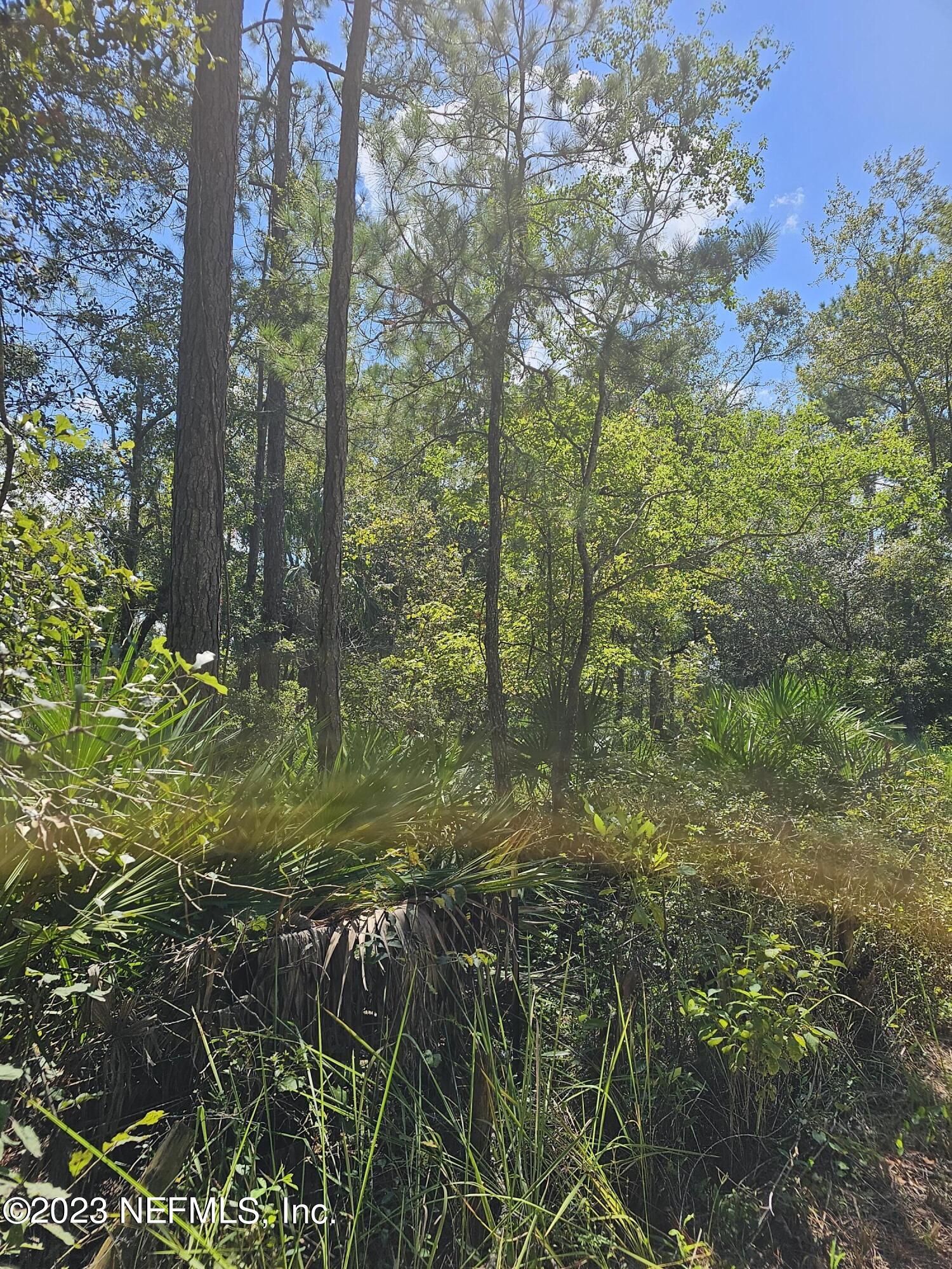 220 Chesser Road Palatka, FL 32177 - Photo 5 of 6 a view of a forest