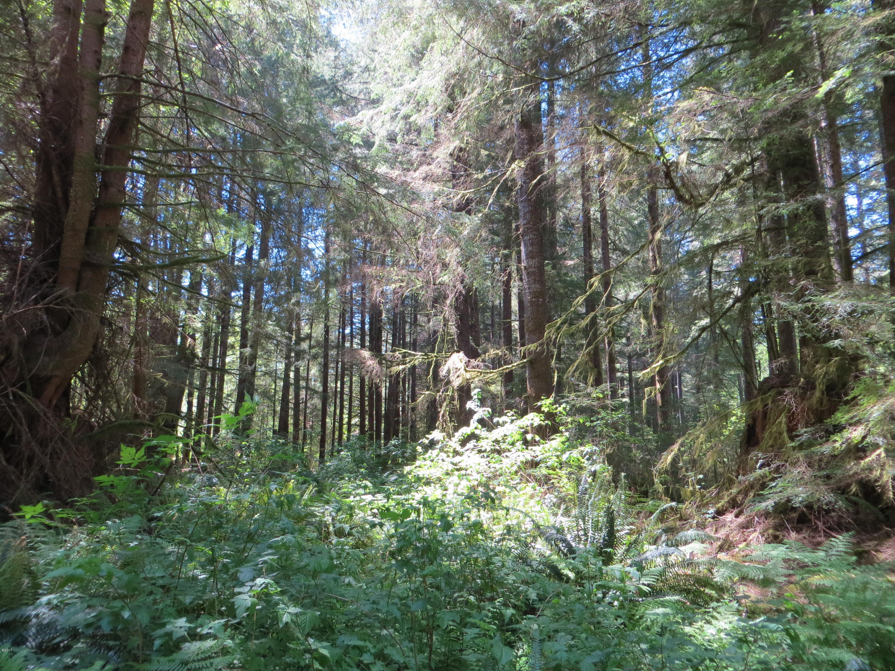 Lot 15 Hamer Road Siletz, OR 97380 - Photo 14 of 23 Timber property