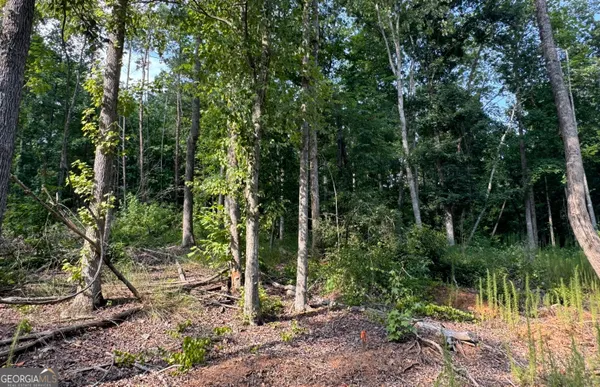 a view of a forest with trees