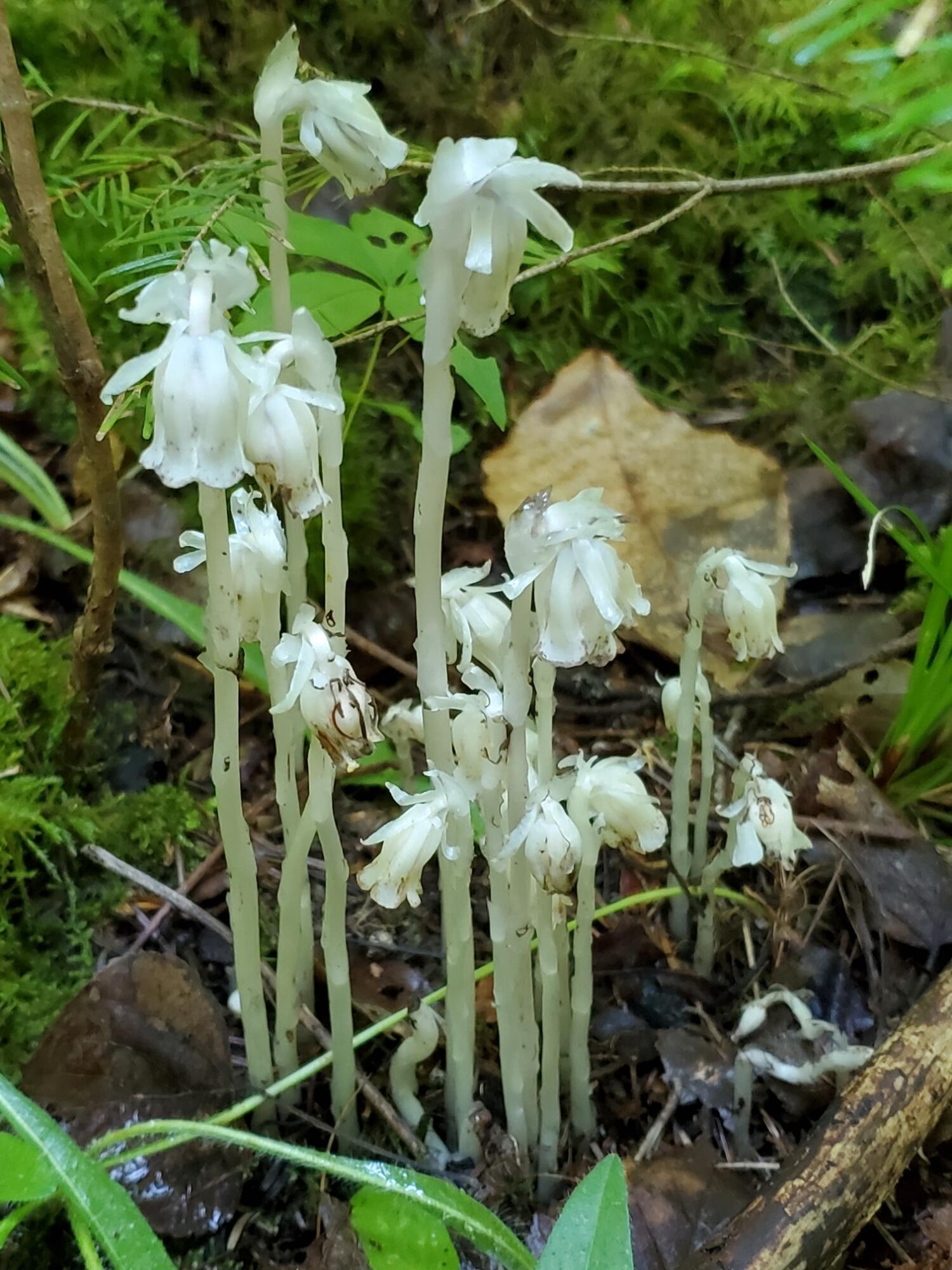 0 North Road Springfield, ME 04487 - Photo 21 of 26 Indian pipes