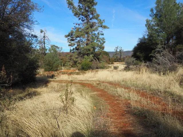a couple of trees in front of a small yard