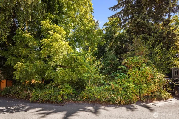 a view of a plants and small yard