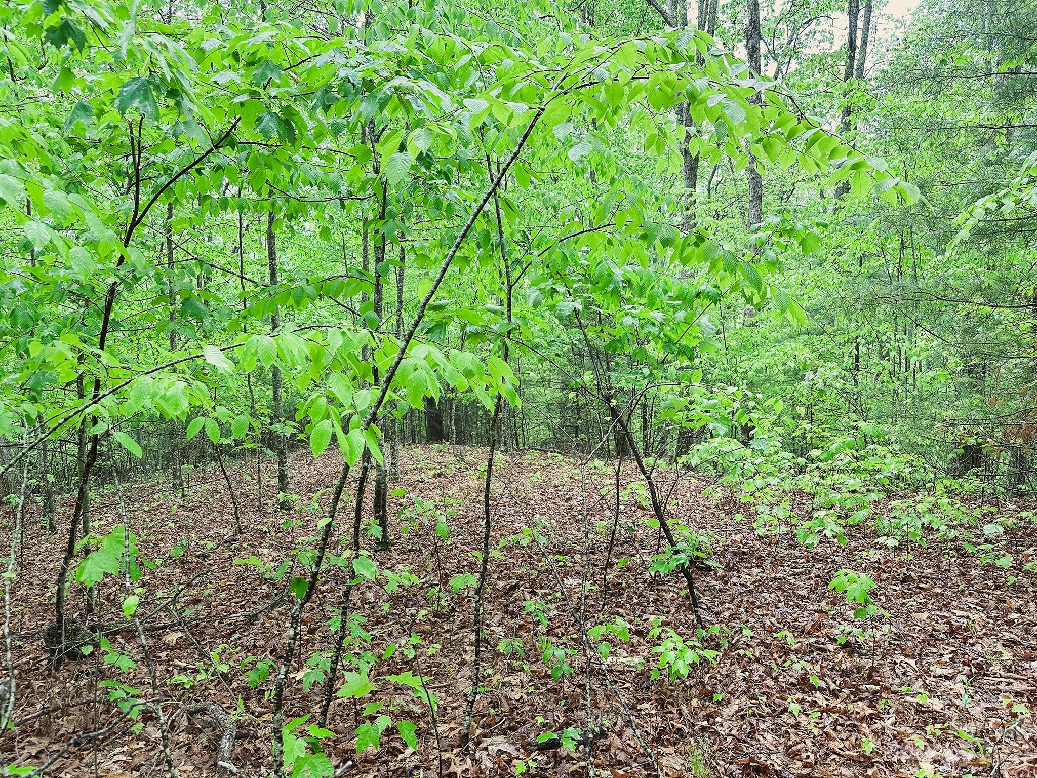 0 Walnut Ridge Drive, Unit 7 & 8 Clyde, NC 28721 - Photo 13 of 26 a view of yard