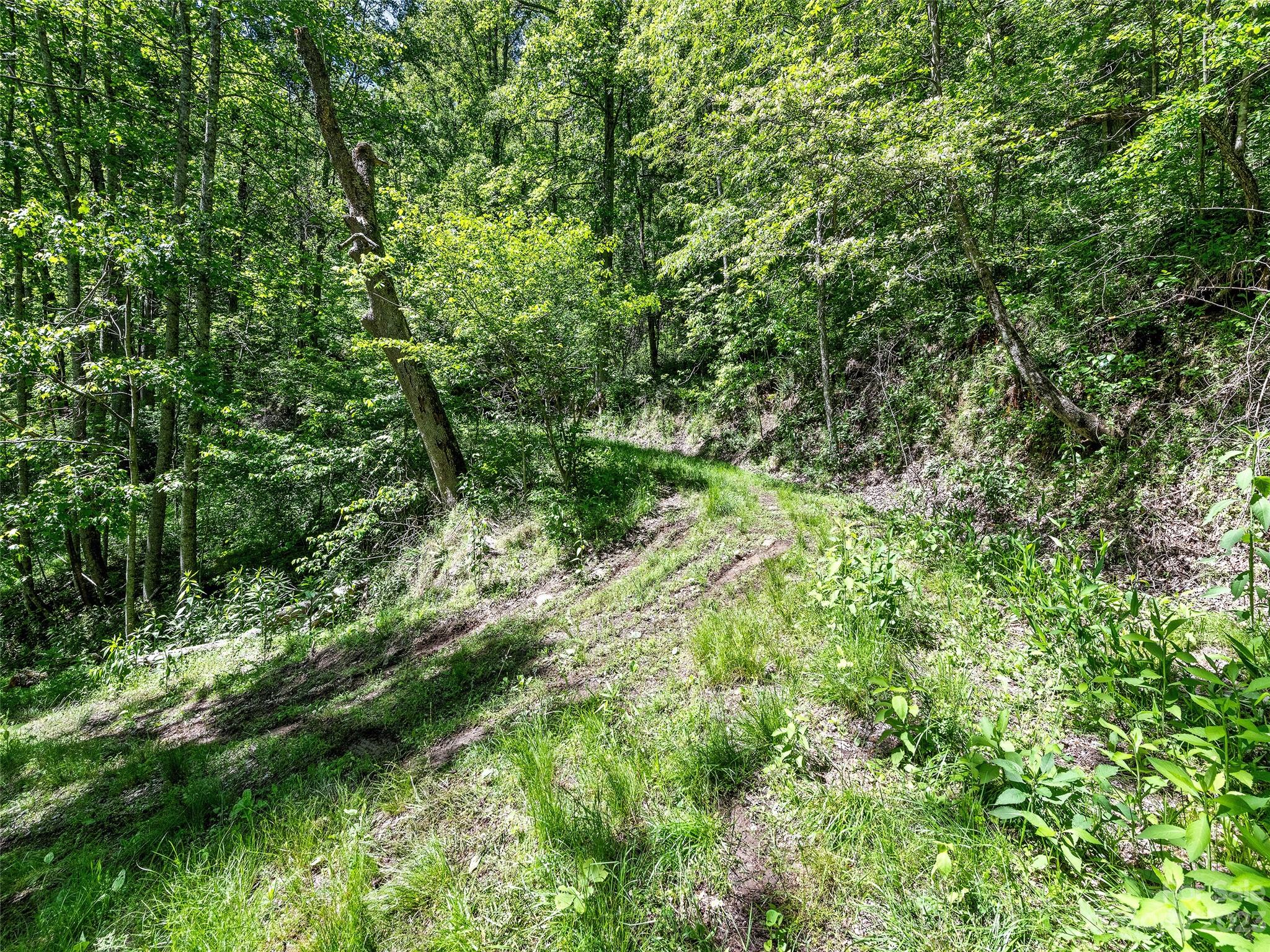 0 Walnut Ridge Drive, Unit 7 & 8 Clyde, NC 28721 - Photo 15 of 26 a view of a lush green forest