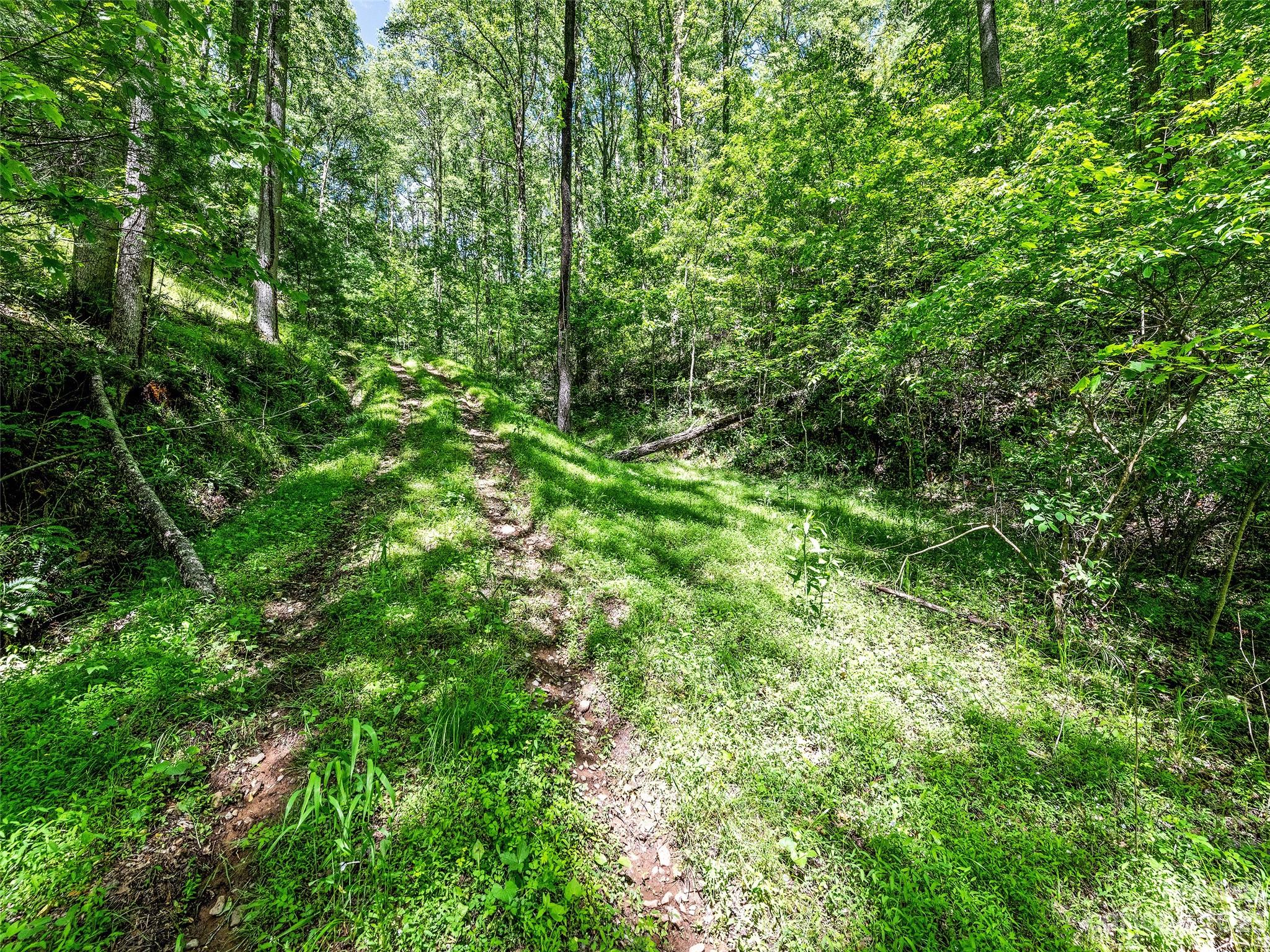 0 Walnut Ridge Drive, Unit 7 & 8 Clyde, NC 28721 - Photo 16 of 26 a view of a lush green forest