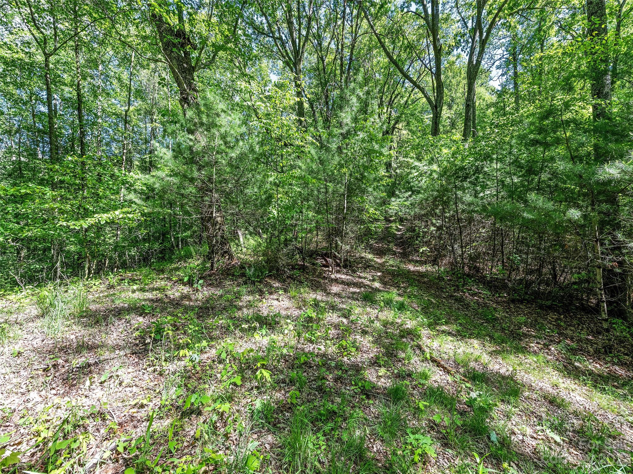 0 Walnut Ridge Drive, Unit 7 & 8 Clyde, NC 28721 - Photo 17 of 26 a view of a lush green forest