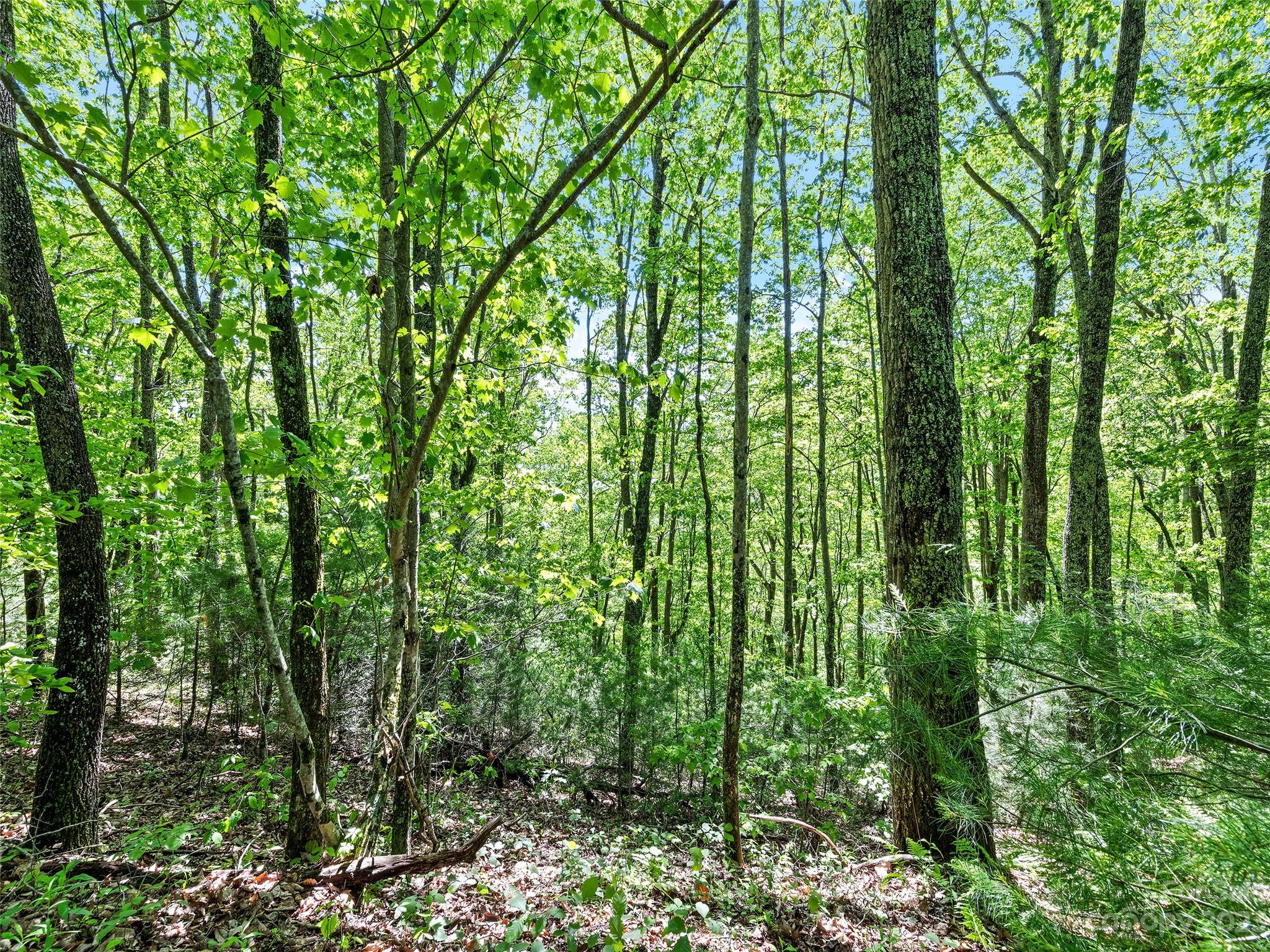 0 Walnut Ridge Drive, Unit 7 & 8 Clyde, NC 28721 - Photo 20 of 26 a view of a garden