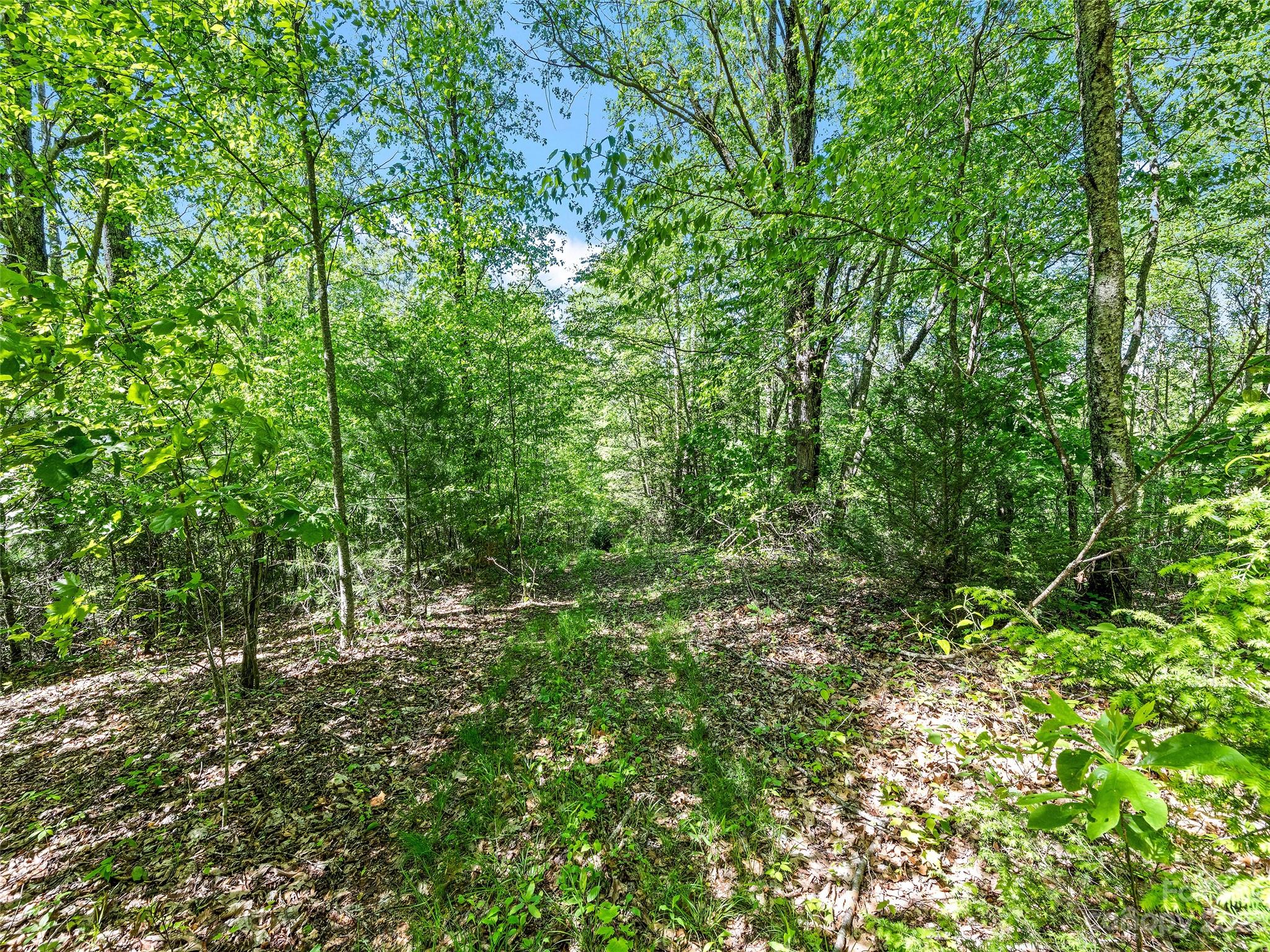 0 Walnut Ridge Drive, Unit 7 & 8 Clyde, NC 28721 - Photo 21 of 26 a view of a lush green forest