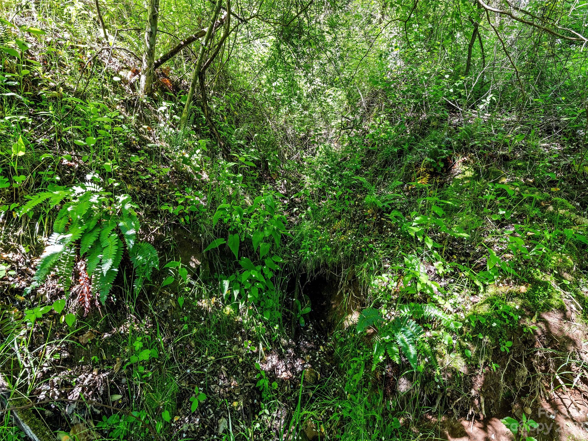 0 Walnut Ridge Drive, Unit 7 & 8 Clyde, NC 28721 - Photo 22 of 26 a view of a lush green forest