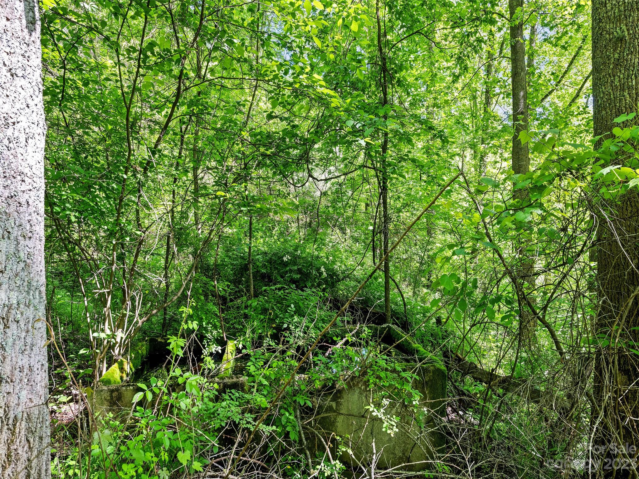 0 Walnut Ridge Drive, Unit 7 & 8 Clyde, NC 28721 - Photo 23 of 26 a view of a lush green forest