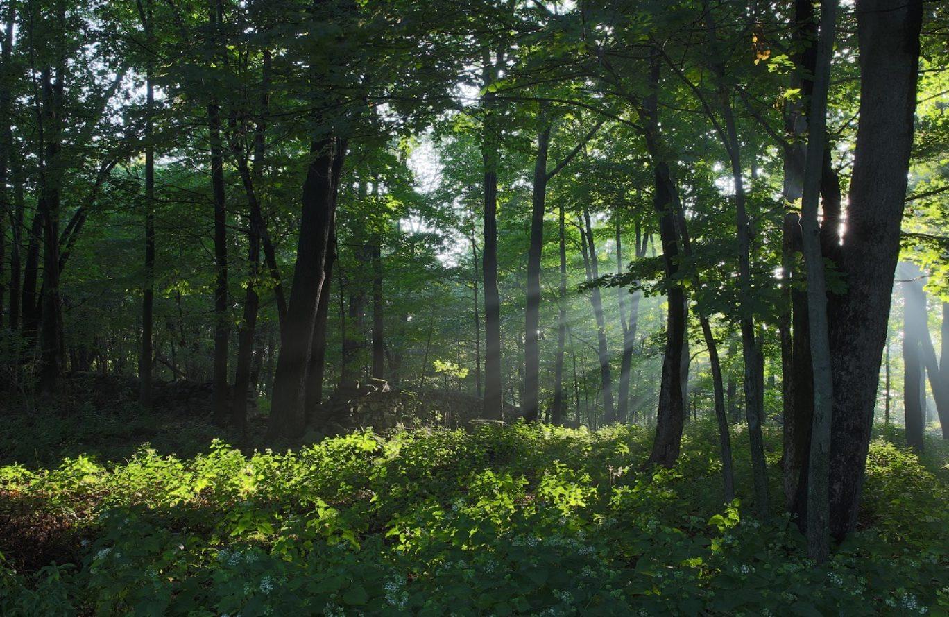 0 Pewitt Road Fairview, TN 37062 - Photo 1 of 1 a backyard of a house with lots of green space and trees all around