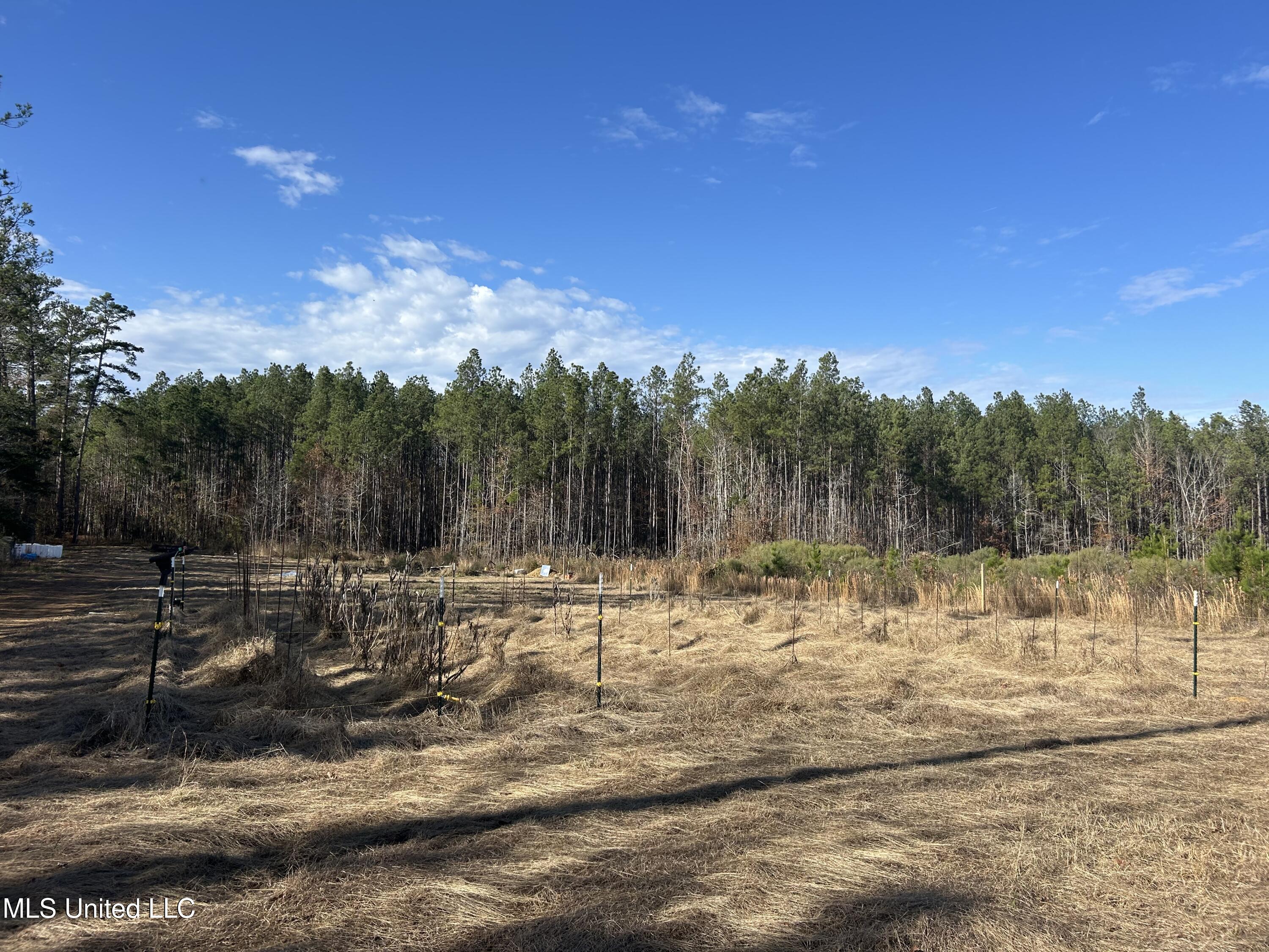 Coal Bluff Road Lena, MS 39094 - Photo 25 of 73 Photo Dec 14 2024, 11 23 49 AM