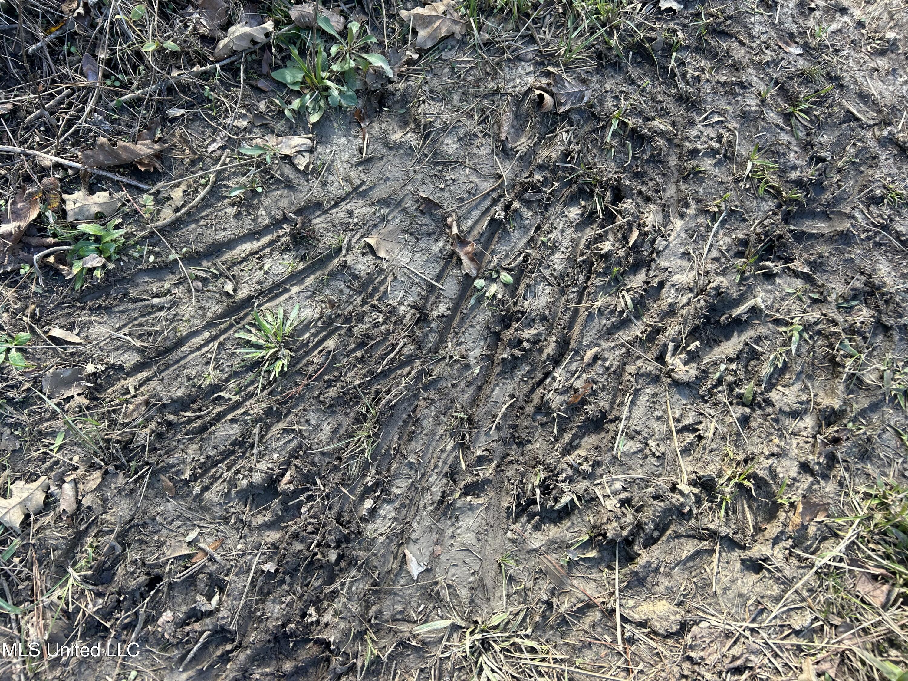 Coal Bluff Road Lena, MS 39094 - Photo 35 of 73 Photo Dec 14 2024, 11 28 55 AM