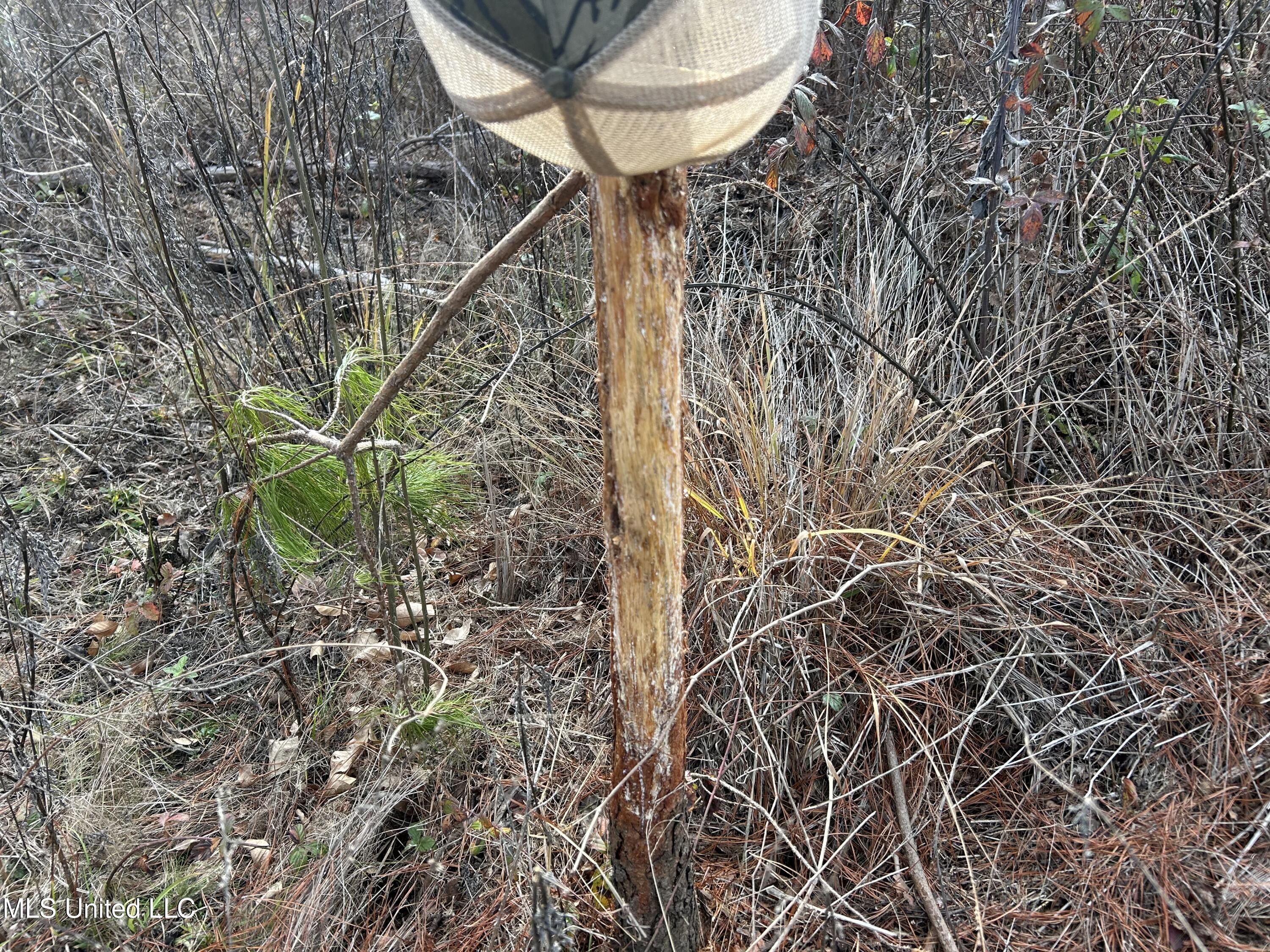 Coal Bluff Road Lena, MS 39094 - Photo 40 of 73 Photo Dec 14 2024, 11 38 56 AM