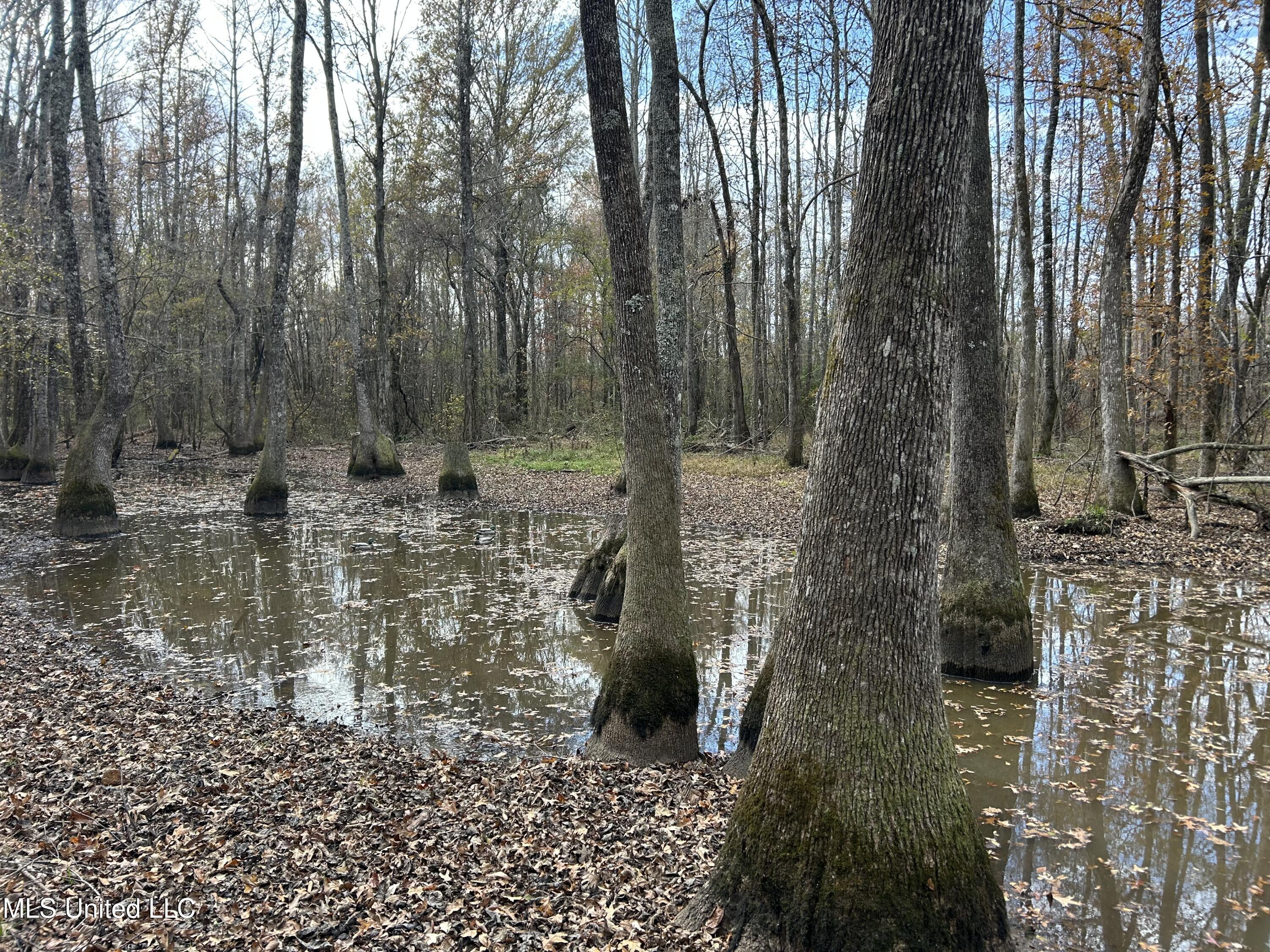 Coal Bluff Road Lena, MS 39094 - Photo 48 of 73 Photo Dec 14 2024, 11 43 07 AM